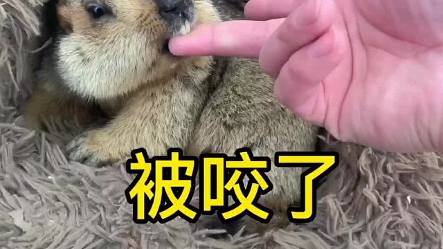 不就是打扰你睡觉么，至于咬我么。