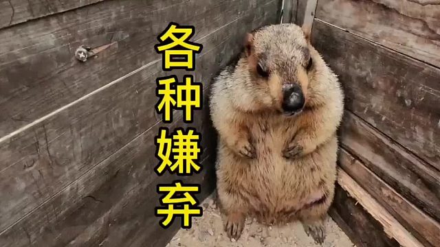 它似乎不愿意让我碰它。