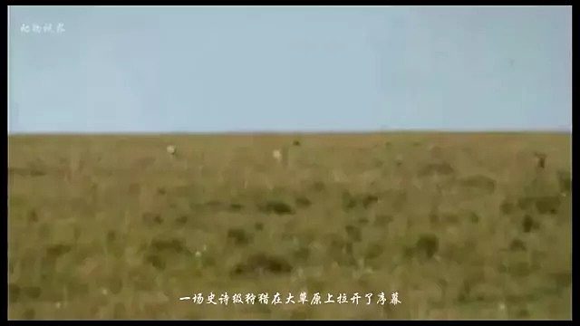 猎豹vs黑面狷羚｜一场史诗级的狩猎