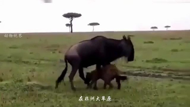 一只鬣狗想要放倒角马，最终角马成功逃脱