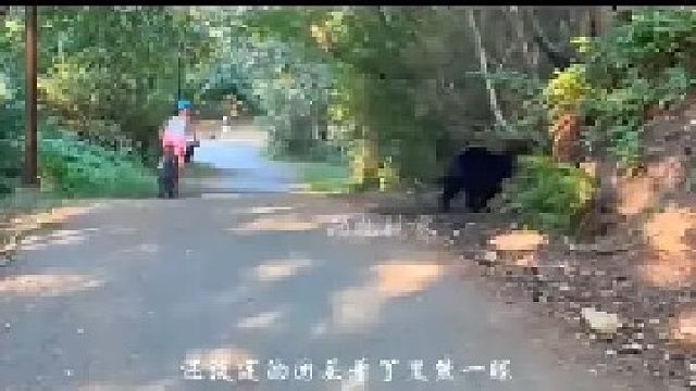 国外一女子骑车遇见黑熊｜黑熊竟被吓了一跳