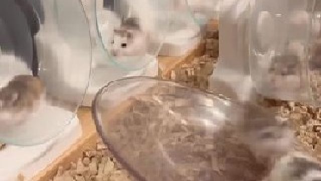 小腿不长，倒腾的飞快，完全停不下来，想不想要一只这样的小仓鼠