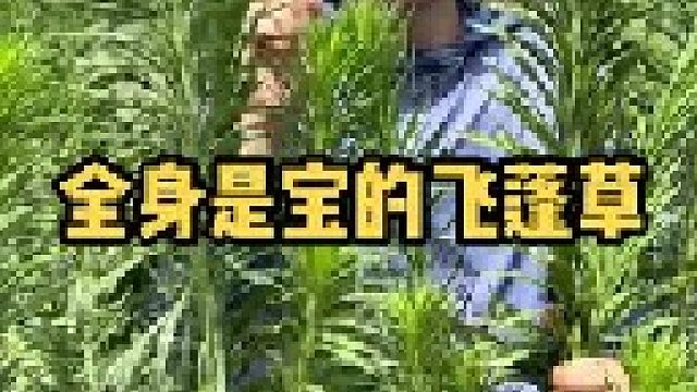 令人讨厌的飞蓬草，价值竟然这么高。你的家乡多吗？管它叫什么名字呢？