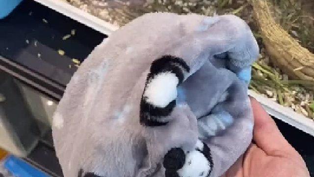 蜜袋鼯 还没开始盘就结束了！这集一声死开都没有，准备找个大的继续！