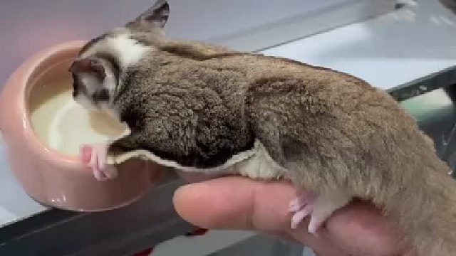 蜜袋鼯 萌宠出道计划 盘完后玩着才是香啊