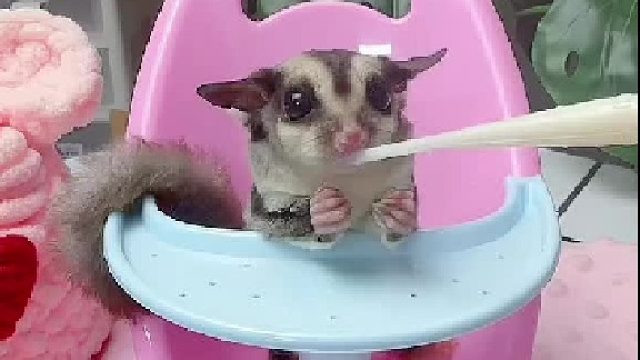 是谁发明了这款小餐椅，真的太可爱了。