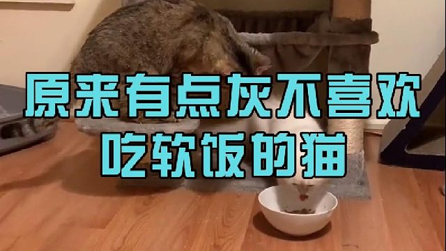 原来有点灰不喜欢吃软饭的猫