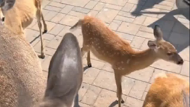 国外大叔救了一只小鹿，没想到小鹿带着全家人来感恩