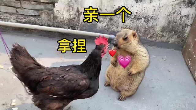 给它机会它不中用啊！