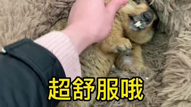 帮它按摩还给我龇牙，不乖。