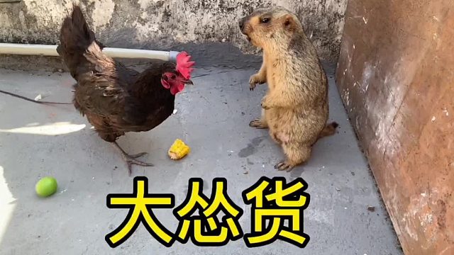 拆拆就像我那被欺负的初中同学。帮他都不敢还手。