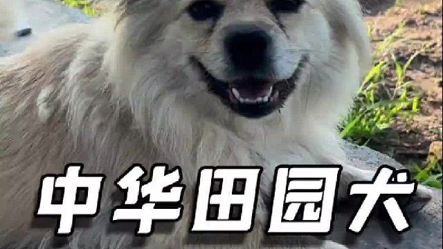 中华田园犬的日常，有能耐挂住自己，也有能耐下来