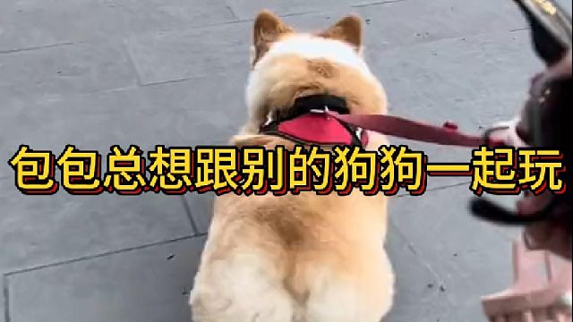 包包总想跟别的狗狗一起玩#动物圈#汪星人