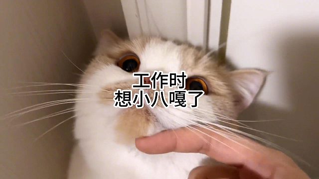 工作时想小八嘎了