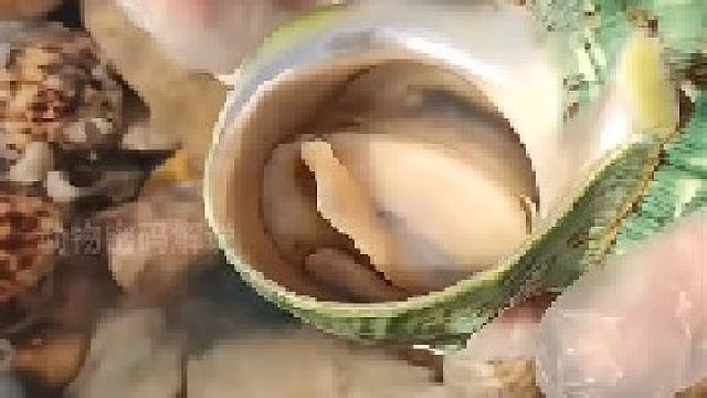 你见过这样的海螺吗