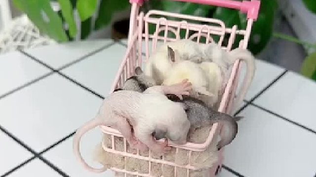 最近出袋的几小只，晚安啦！