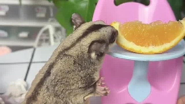 今天吃个橙子，心想事成