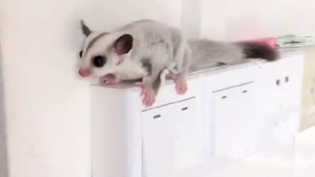 来啦来啦！是哪个粉丝宝宝要的训练小蜜滑翔的教程！它来了！