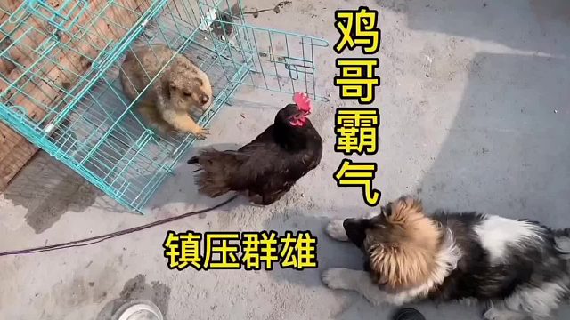 还得是鸡哥。压住全场。