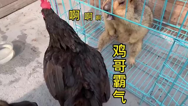 鸡哥没有对手，准备干我？