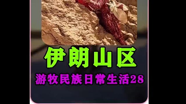 伊朗游牧民族日常生活 上山采集开心果