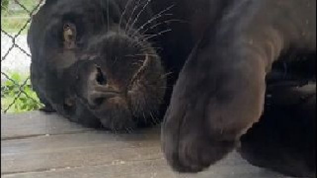 国外小伙捡到一只小美洲豹，长大后成了专属萌宠