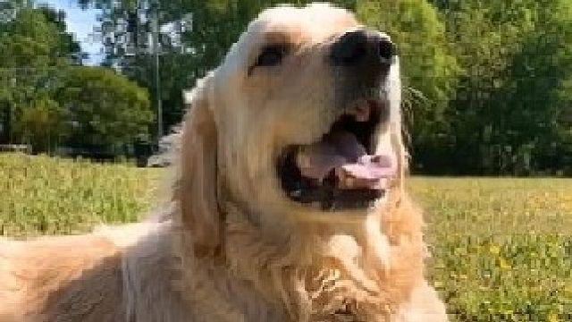 大黄在雨后发现一只小刺猬，后来总在一起玩成了好朋友