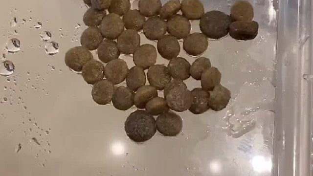 爬宠 大象小的时候会不会很可爱