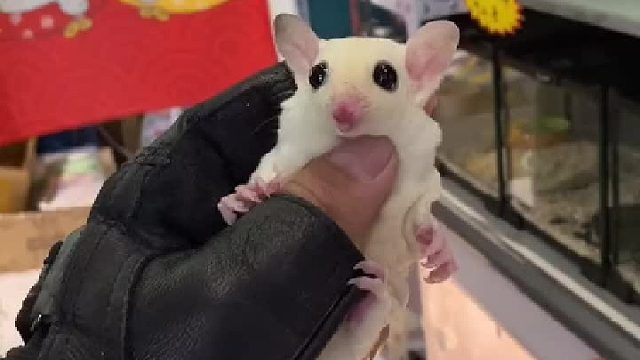 网红宠物 严重怀疑它是人变的