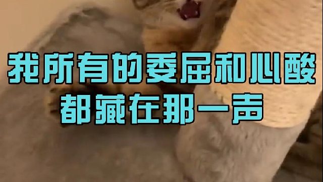 我所有的委屈和心酸都藏在那一声