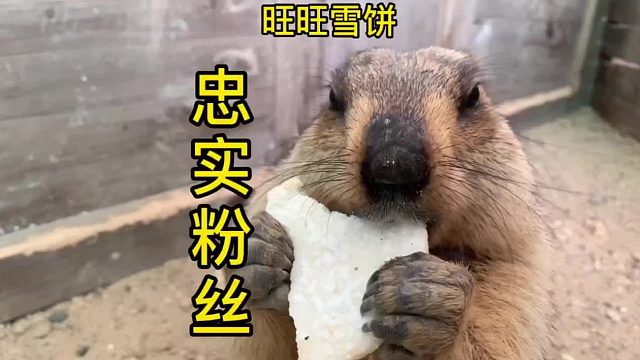 房间里一碗水能放一个月，它压根不喝水