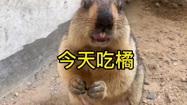 今天是补充维c的一天，么么哒。