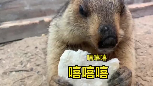 完了，吓不到它了，胆子大了。