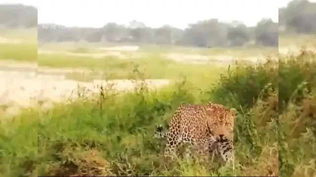 花豹闯入狮群领地｜雄狮持续吼叫震慑对手