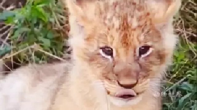 可爱的狮宝宝们和母亲在一起｜别看它们现在个个萌萌的，那可都是草原的未来统治者！