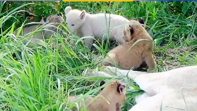 白狮卡斯帕｜可爱白狮宝宝的幼年视频