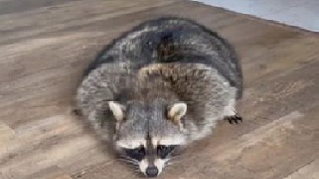 国外网友捡到一只干脆面，没想到长大后判若两熊