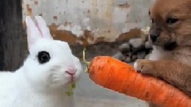 小姐姐本想养只小兔子当宠物，长大后的体型让她哭笑不得