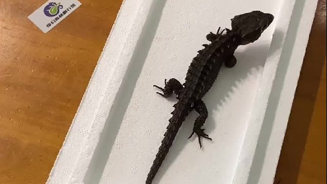 红眼鹰蜥蜴 侧面太帅，正面太可爱，无牙仔化身