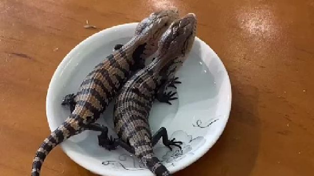 蓝舌 突然发现除了小的时候最可爱，最胖的时候也最可爱