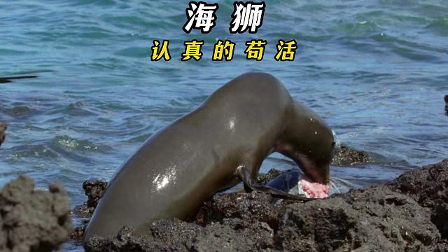 孤单海狮的艰难之路