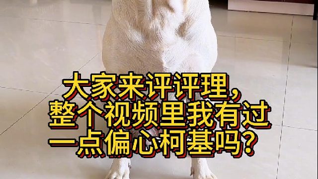 大家来评评理，整个视频里我有过一点偏心柯基吗？