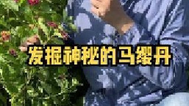 马缨丹又叫五色梅，属于外来入侵物种，也是十大杂草之一。你见过它吗？管它叫什么名字？