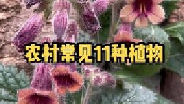 没开花的地黄和蛤蟆草很相似，你知道怎么区分吗？你都认识吗？有别的叫法吗？