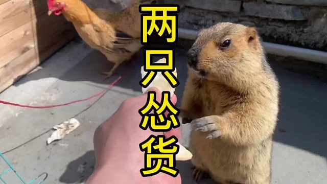 当拆拆碰见一只温柔的鸡鸡是一种什么样的体验？