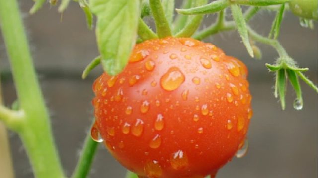 今天教你花2分钟做一道 美味营养又好吃的早餐西葫芦饼，太绝了