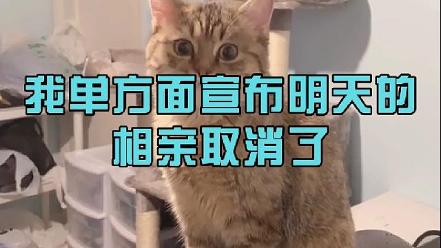 我单方面宣布明天的相亲取消了