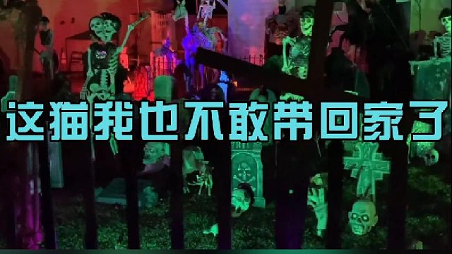 这猫我也不敢带回家了