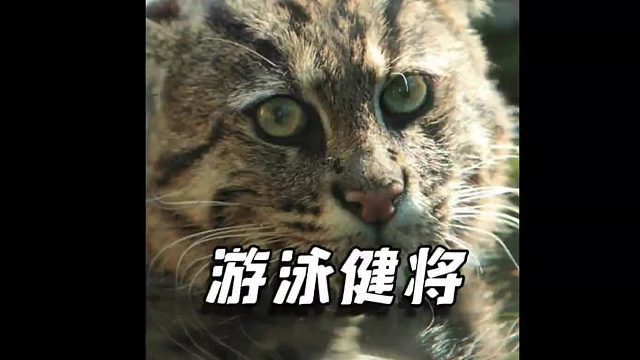 一分钟认识一只猫，今天是游泳健将，也是捕鱼高手的渔猫