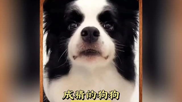 盘点那些成精了狗子，快送孩子上学去吧，别耽误了！